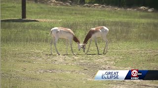 Some animals at the KC Zoo amp Aquarium confused by Mondays partial solar eclipse [upl. by Novj326]