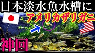 日本淡水魚水槽にザリガニ与えたらとんでもない結果に！【120cm水槽】 [upl. by Raynor459]