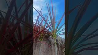 Dracaena marginata Plant ☘️youtubeshorts gardenflowerplants nature Plantlife40 [upl. by Ramiah900]