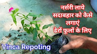 सदाबहार रिपोटिंग ढेरों फूलों के लिए  मिटटी  खाद  देखभाल  How to reopot vinca  vinca plant care [upl. by Ardena]