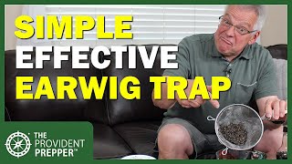 Simple Trap to Effectively Eliminate Earwigs in your Garden [upl. by Llerut924]