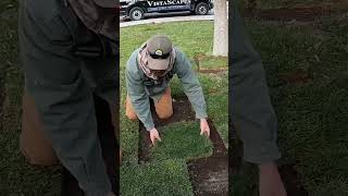 Patching Fescue Sod In Bare Spots In An Existing Lawn [upl. by Llehsem978]