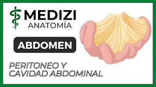 Anatomía del Abdomen  Peritoneo y Cavidad abdominal MESOS Y EPIPLONES [upl. by Ayim]