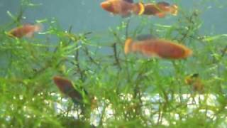 killifish notho rachovii 98 fry 5 week old nano tank [upl. by Viking]