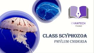 Class Scyphozoa  Classification of Phylum Cnidaria [upl. by Davidoff]