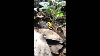 Phyllobates terribilis calling [upl. by Akira15]