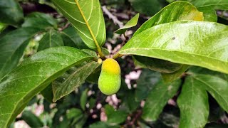 Kwai Muk Artocarpus hypargyraeus  first tree successful fruiting in Gran Canaria [upl. by Feldstein]