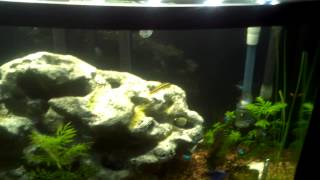 46 Gallon Bow Front New Fluval 406 filter 2012111018330655mp4 [upl. by Leseil657]