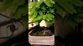 Bonsai Saga Adenanthera Pavonina [upl. by Duwad]