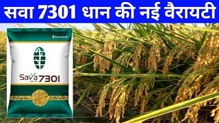 सवा 7301 धान की नई वैरायटी कम दिन में बंपर पैदावार देती हैSava smart dhan 7301 ki jankariSava7301 [upl. by Neilla]