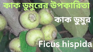 কাক ডুমুরের উপকারিতা  কাক ডুমুর  Ficus hispida [upl. by Unders280]