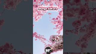 Fakta Menarik Bunga Sakura fakta sakura mitosataufakta [upl. by Nilyahs]