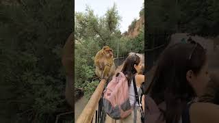 Monkey Climbing Tourist Girl At Ouzoud Waterfalls Morocco [upl. by Ilrahc]