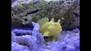 Frogfish 135 fluval evo one day tank setup semi reef [upl. by Iralam21]