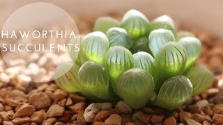 Tiny Succulent Houseplants  Haworthia Repotting  Care Indoors [upl. by Haraj]