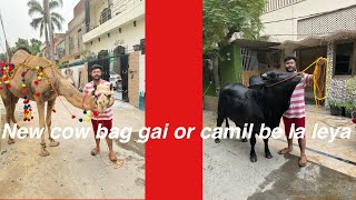 1 or cow leya wo bag gaya or camil be leya [upl. by Menell]