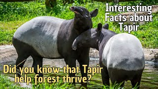 Interesting Facts about Tapir  Animal facts Tapir [upl. by Isabeau]