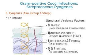 Virulence Factors of Streptococcus  Structural properties and characteristics of Streptococcus [upl. by Nytsyrk]