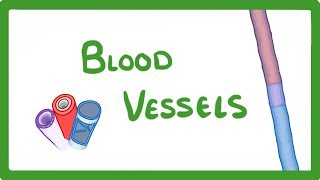 GCSE Biology  Blood Vessels 24 [upl. by Zetra]