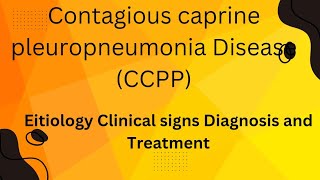 Contagious Caprine PleuroPneumonia Disease ccpp disease pleuropneumonia in sheep goat Mycoplasma [upl. by Hgieloj]