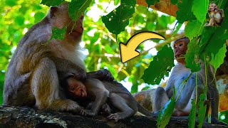 New Action Historical of Briar Baby Monkey often Making Mama had Problems  MONKEY Robin99 [upl. by Mic554]