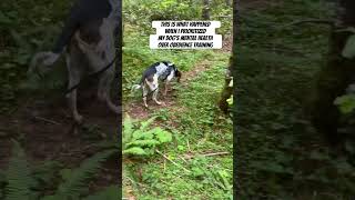 My High Drive Reactive Dog on a Walk After Managing for Mental Health Instead of Obedience [upl. by Klaus]