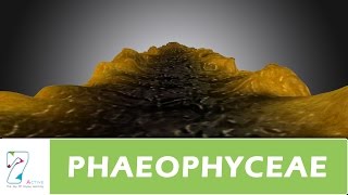 PHAEOPHYCEAE [upl. by Einre]