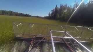 Wild Rice Harvesting Northern Manitoba Canada [upl. by Atirabrab]