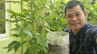 PAGTATANIM NG ROSELLE PLANT SA BOTE NG MINERAL WATER [upl. by Sharos]