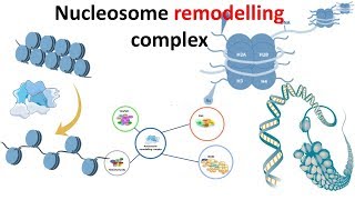 Nucleosome remodeling complex introduction [upl. by Hsirt]