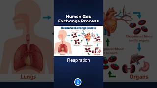 Human Gas Exchange Process  Respiration neet neetbiology [upl. by Lalaj]