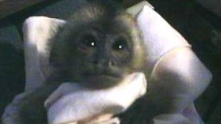 Sleepy Baby Monkey named Mercutio [upl. by Agbogla]