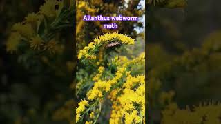 ailanthus webworm moth insect nature garden [upl. by Tihor]