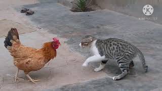 Rooster Vs Cat real fight [upl. by Baumbaugh]