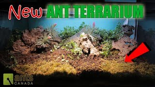 Amazing New Ant Terrarium [upl. by Atiuqan]