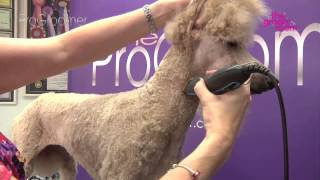 Grooming Guide  Standard Poodle Miami Trim  Pro Groomer [upl. by Ewens]