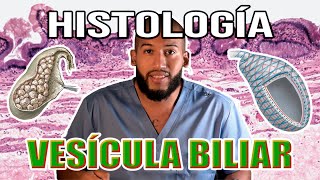 Histología  VESÍCULA BILIAR Mucosa Muscular y Serosa Colangiocitos [upl. by Dreyer]