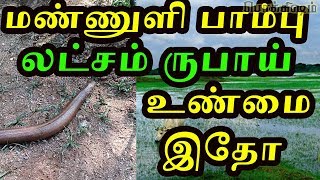 மண்ணுளி பாம்பு பல லட்சம் ருபாய்  Latest News  This is not a news this is related to our life [upl. by Salita]