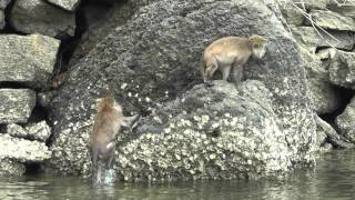 Longtailed macaque monkeys swim in the mangroves of Langkawi Malaysia [upl. by Figge]