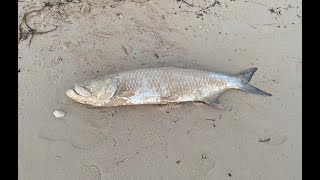 Tarpon fishing by hand [upl. by Etyam]