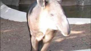 Call of a Bairds Tapir  Malayan Tapir [upl. by Coit878]