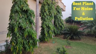 Rapid Growth Tips Of Growing Ashoka Tree  Polyalthia Longifolia [upl. by Furr]