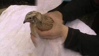 Different Coturnix Quail [upl. by Dohsar478]