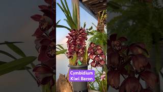 Cymbidium Kiwi Baron🌺❤️🌺 love orchids cymbidium flores shortsvideoorquidario orquideas [upl. by Aivek]