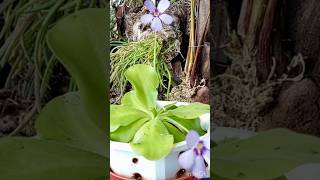 Pinguicula Πινγκουικουλα η Butterworts Ασυνήθιστη Μέθοδος Πολλαπλασιασμού [upl. by Adnamahs]