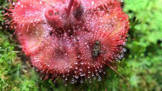 Fastest Carnivorous Sundew Plant Macro Time Lapse Drosera Burmannii [upl. by Nobe]