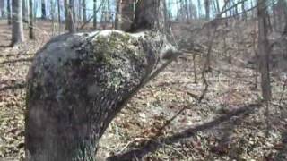 Indian Trail Tree  Along the Chattahoochee River [upl. by Ynnos]