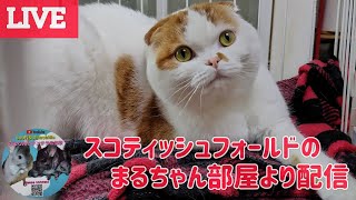 今日は猫のまるちゃん部屋から配信saoriampchinchilla [upl. by Tipton102]