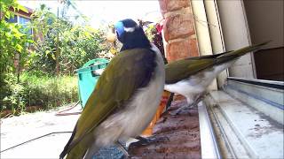 Bluefaced honeyeater Entomyzon cyanotis HD [upl. by Frasier]