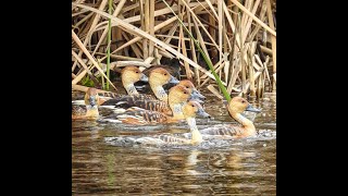 The NORTH SHORE BIRDING FESTIVAL and Other Birding Festivals by the Bird Chats Team [upl. by Ardelia509]